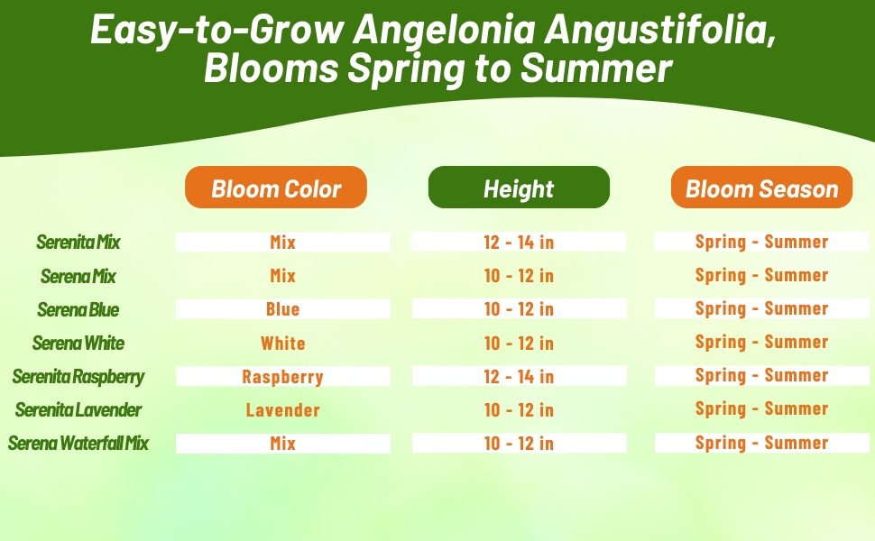 Bloom Season, Height, & Color Chart of Angelonia Flowers