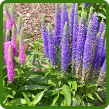 Drought Tolerant Veronica Spiked Speedwell