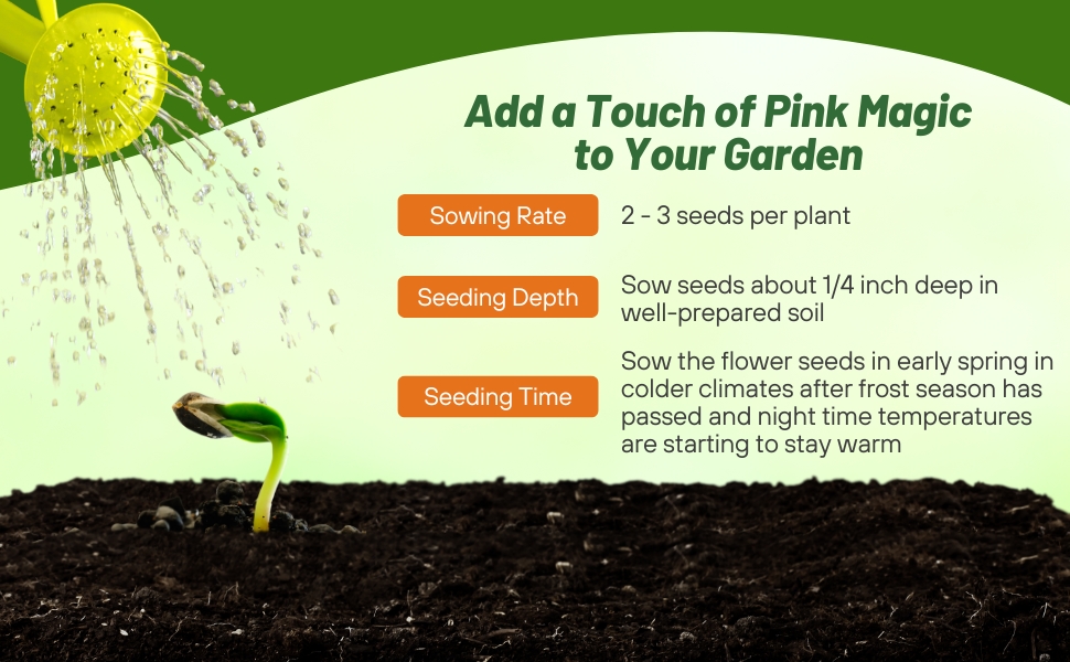 PInk Chinese Forget Me Not Flower Seed Planting Directions