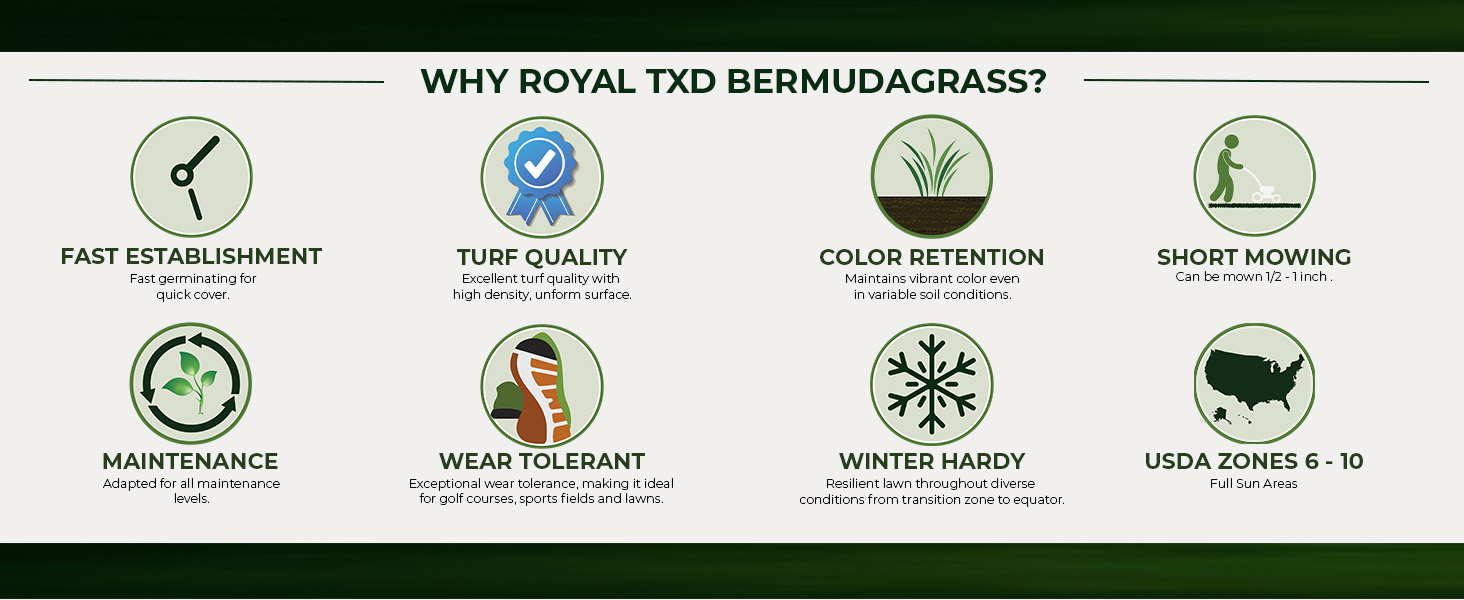 Royal TXD Bermuda Warm Season