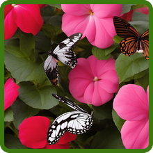 Pollinating Butterflies on Baby Impatiens Flowers