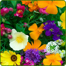 Annual Rock Garden Flower Blooms