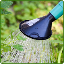 Low Water Requirement of Clarkia Wildflowers