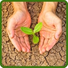 Pale Evening Primrose Young Sprout