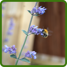 Pollinator Friendly Catmint Attracts Butterflies & Bees