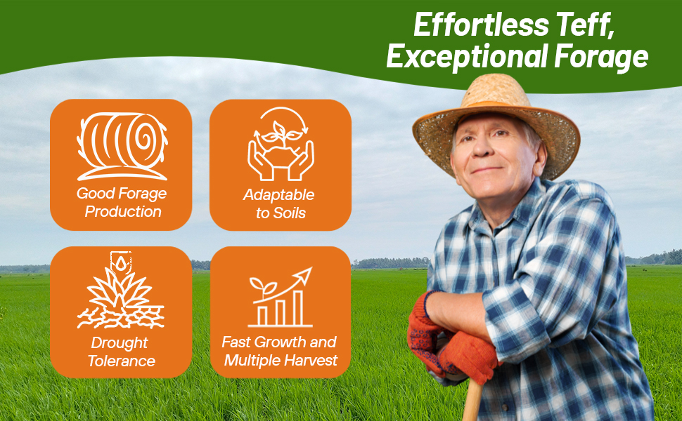 Drought Tolerant Teff Offers Good Forage Production