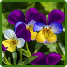 Viola Flowers Fragrant and Pollinator-Friendly