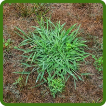 Spreading & Self-repairing Turf Type Fesuce Grass Seed