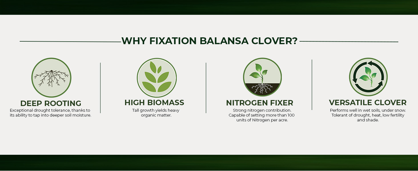 Fixation Balansa Clover Cover Crop Seeds