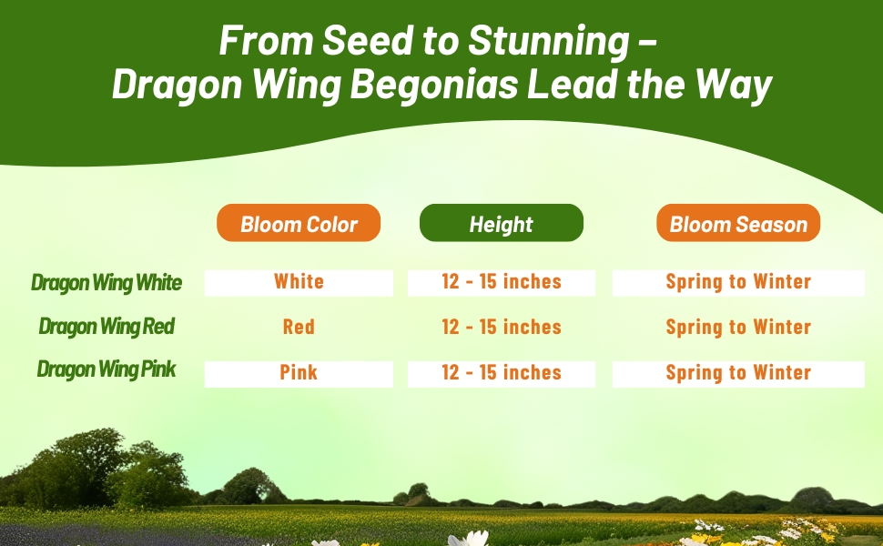 Bloom Season, Color, & Height Chart Dragon Wing Begonia