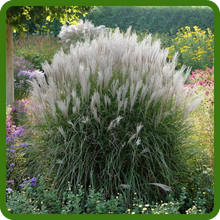 Miscanthus Ornamental Grass For Borders