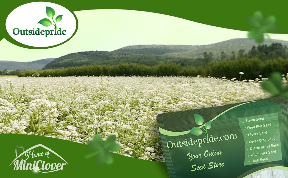 Buckwheat Cover Crop Seeds