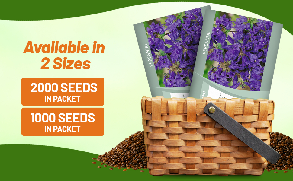 Clustered Bellflower Seed Packets For Sale