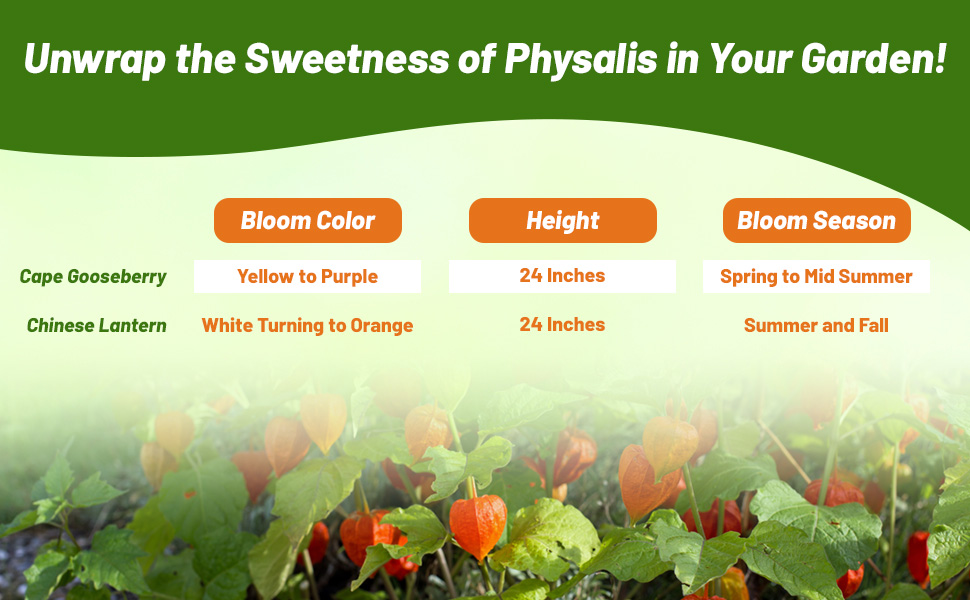 Bloom Season, Color, & Height of Cape Gooseberry & Chinese Lantern