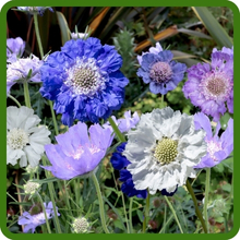 Scabiosa Pincushion Flower For Floral Arrangements