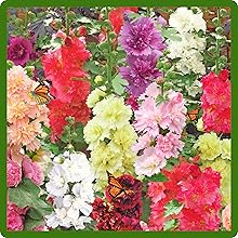 Double Flowering Hollyhock Vertical Tall Flowers