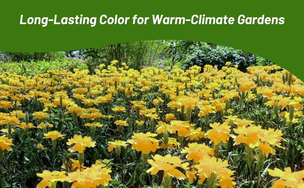 Field of Crossandra Yellow Splash Grown From Flower Seeds