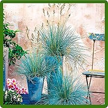 Adaptable Blue Fescue Ornamental Grass