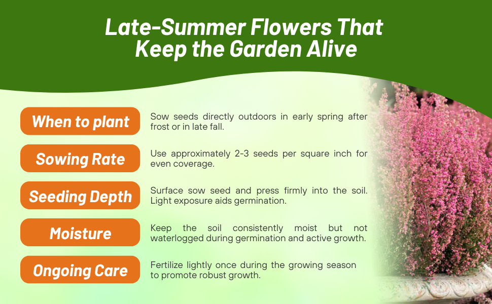Planting Directions & Care For Calluna Heather