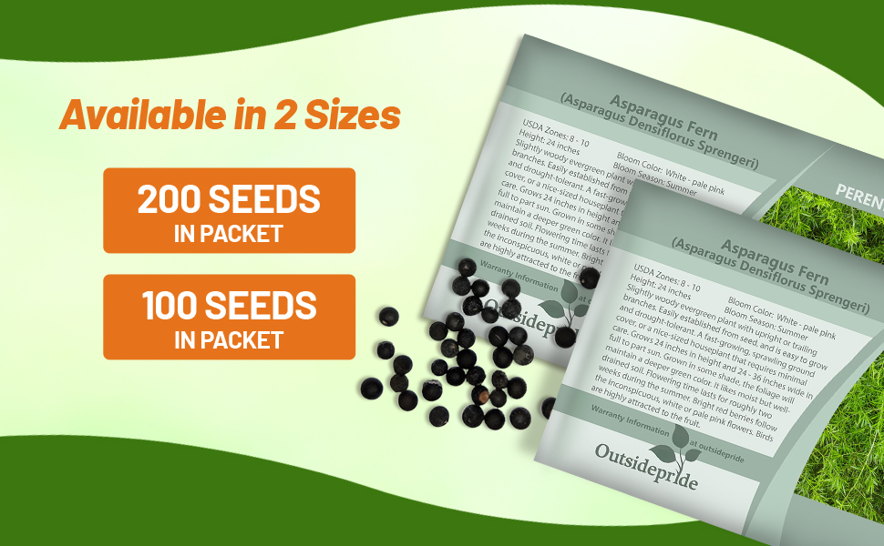 Sprengeri Asparagus Fern Seed Packets For Planting