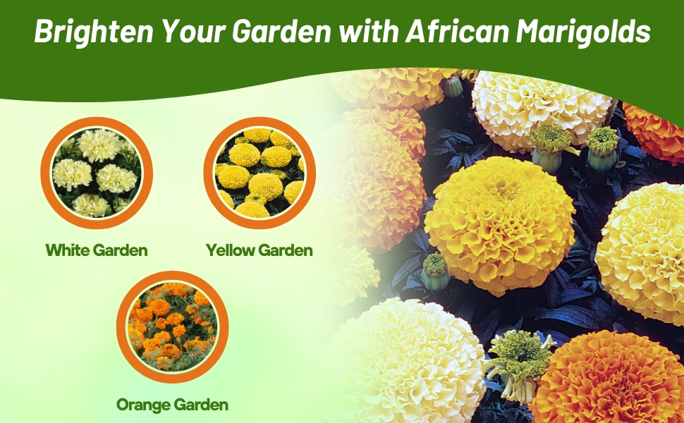 White, Yellow, & Orange Tagetes erecta African Marigold Flowers