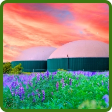 Hairy Vetch Legume Biomass Production