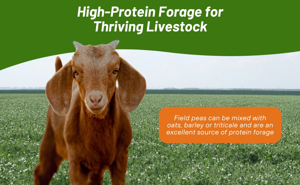 Spring Field Peas High Protein Forage For Cattle