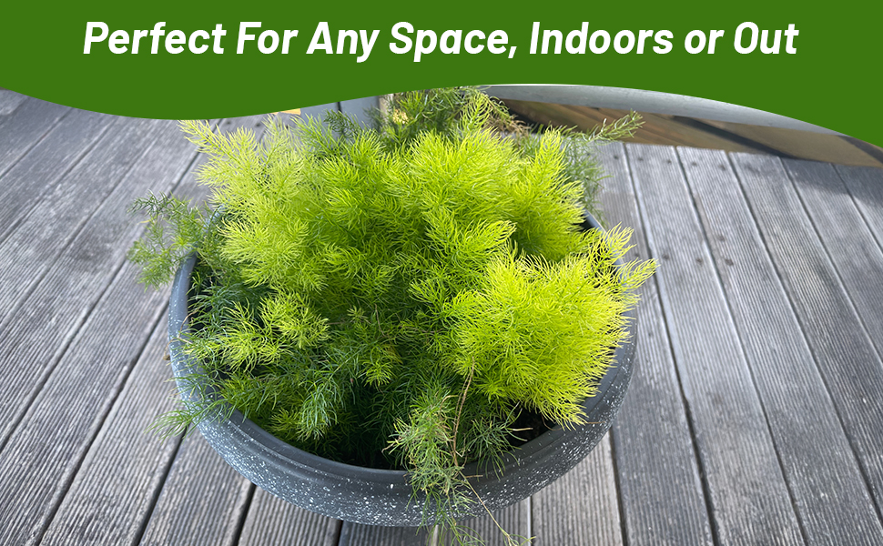 Sprengeri Asparagus Fern Container Plant on Deck