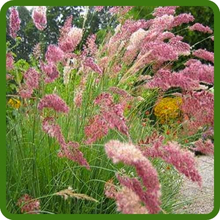Pink Feathery Blooms of Ruby Ornamental Grass
