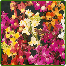 Vibrant Color Range of Toadflax Wildflowers