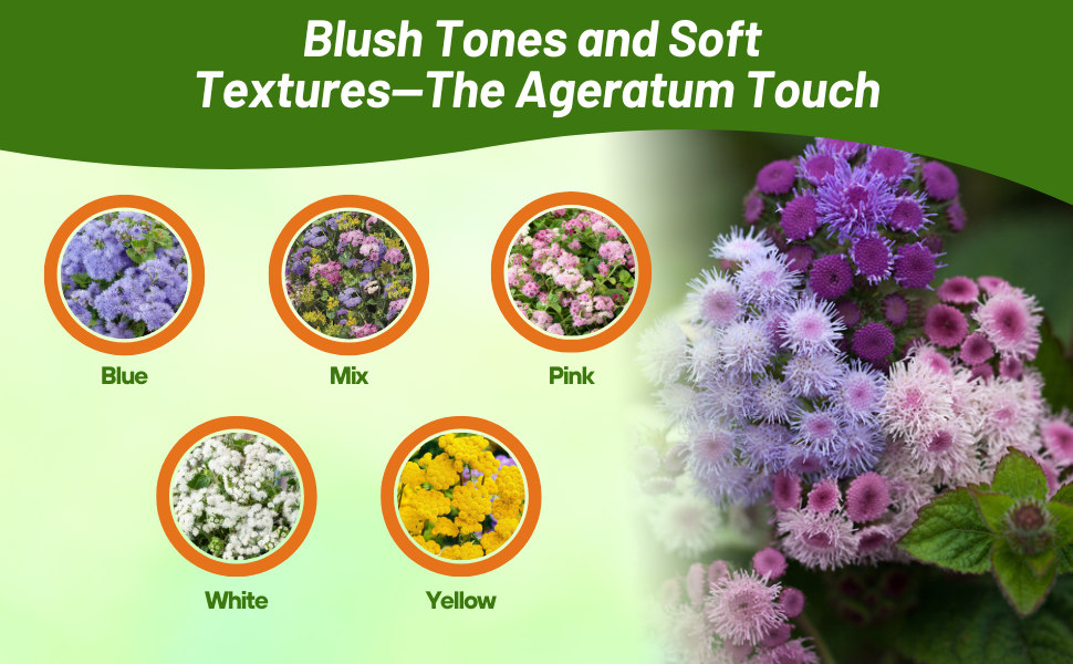 Varieties of Ageratum Including Blue, White, Pink, Yellow, and Mix
