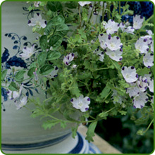 Nemophila Five Spot Container Gardening