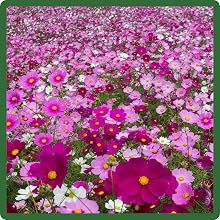Naturalized Cosmos Bipinnatus Sensation Wildflower Field
