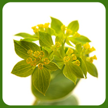 Unique Chartreuse Blooms of Hare