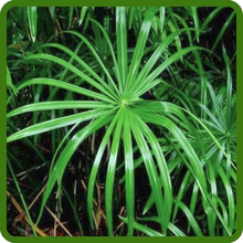 Umbrella Aquatic Plant Loves Water