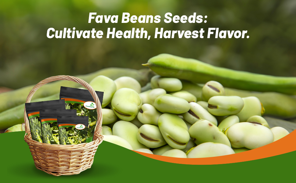 Fava Beans Seeds For Planting