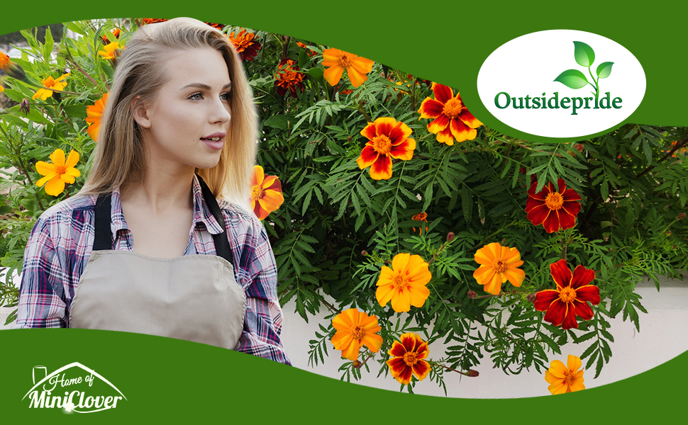 Tagetes French Marigold Flower Garden