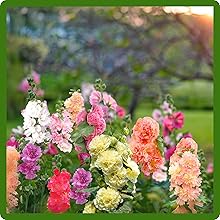 Double Flowering Hollyhock Attracts Pollinators