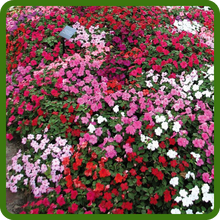 Compact Growth Habit Baby Impatiens