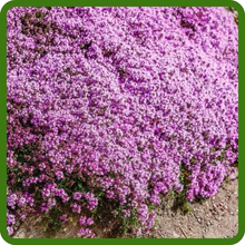 Creeping Thyme Mat Forming Carpet