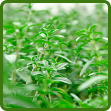 Savory Bush Growth Habit