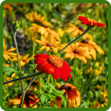 Fast Growing Tithonia Mexican Sunflower