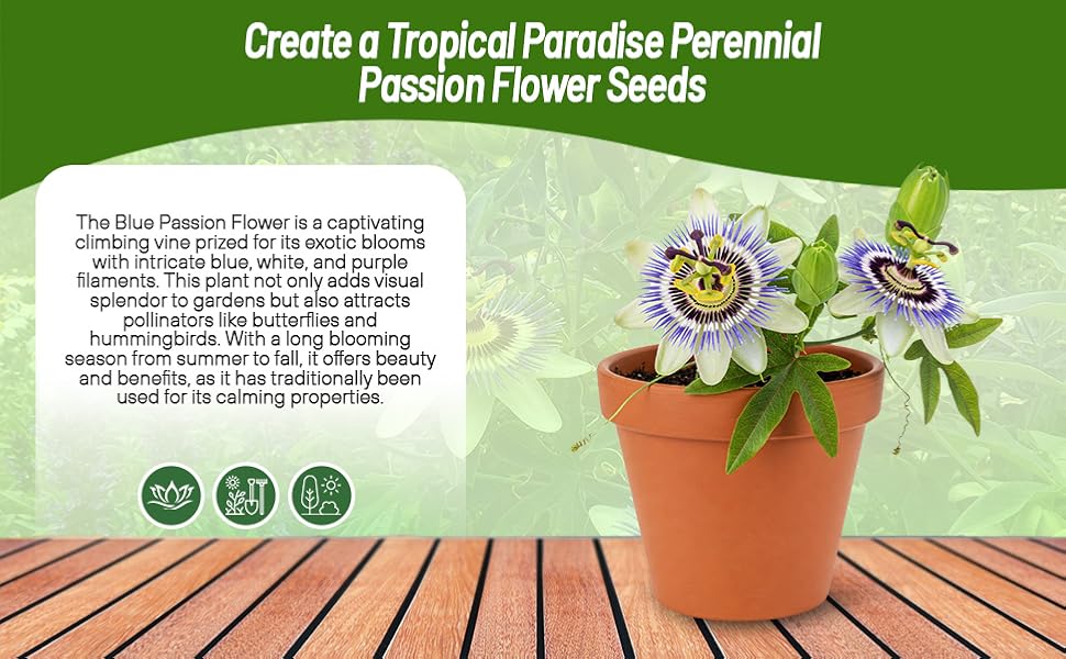 Tropical Blue Passion Flower Plants Grown In Containers