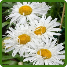 White Blooms of Perennial Chrysanthemum Shasta Crazy Daisy
