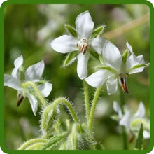 Edible Flowers & Leaves of White Borage Herb Plants