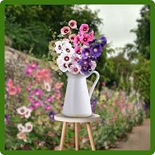 Halo Hollyhock Versatile Landscaping and Cut Flower Use