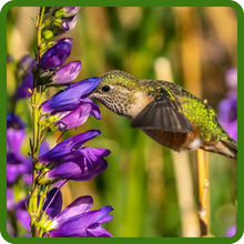 Attracts Pollinators Such As This Hummingbird