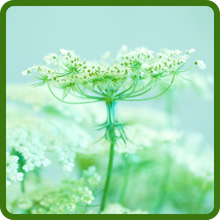 Tall, Upright Blooms of Queen Anne's Lace Bishop's Flower