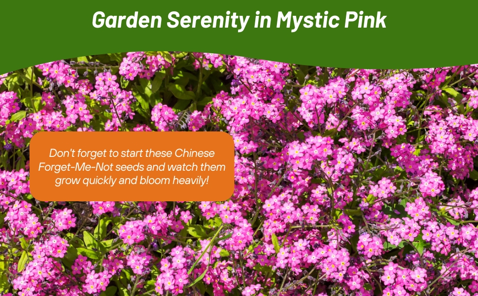 Dense PInk Chinese Forget Me Not Ground Cover
