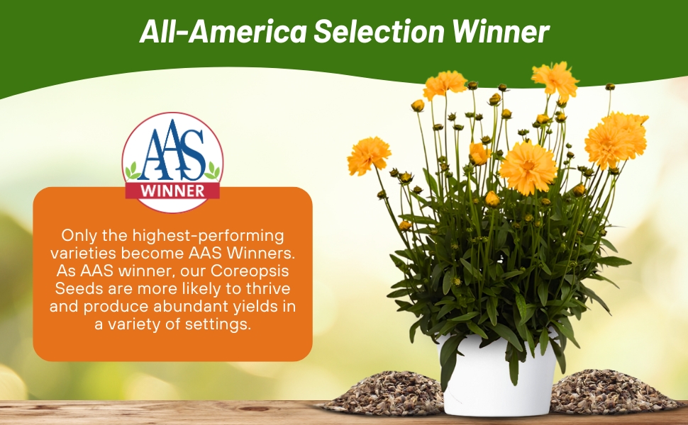 All American Selection Winner Early Sunrise Coreopsis Cut Flowers